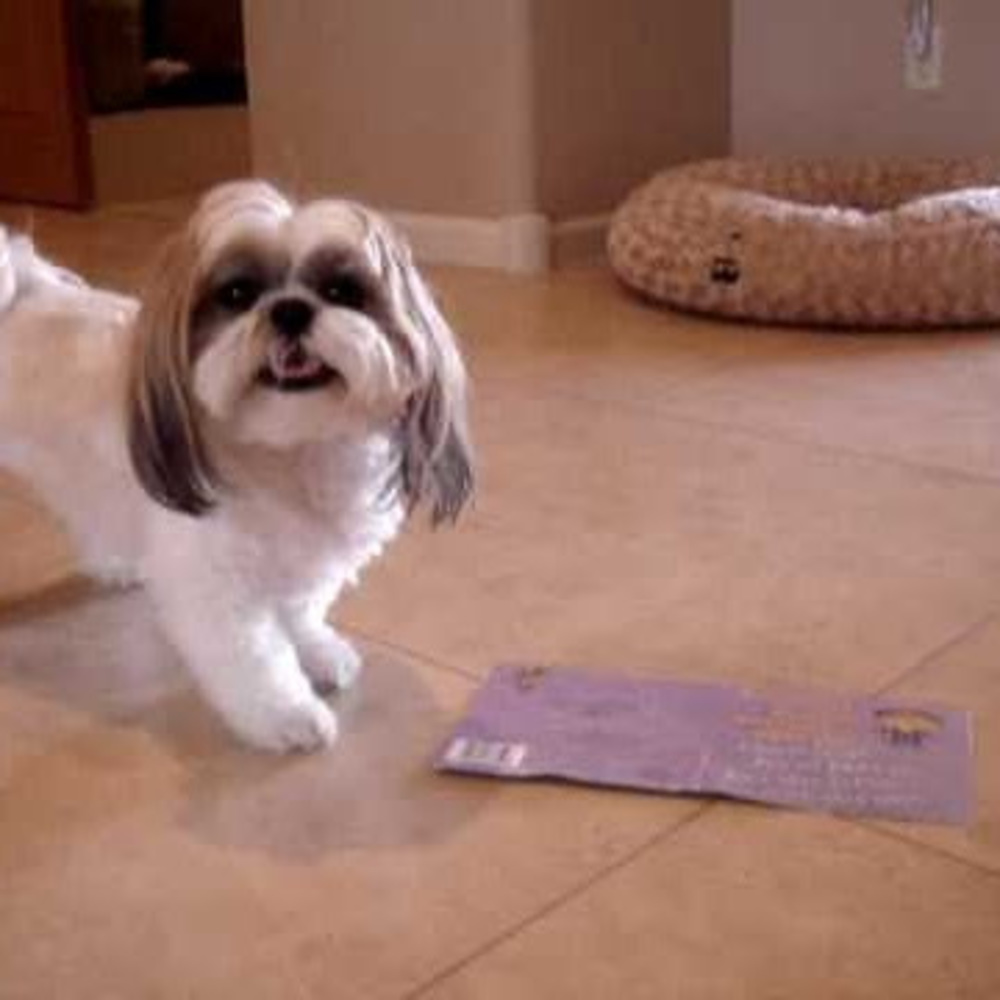 Meet your Posher, Eliza